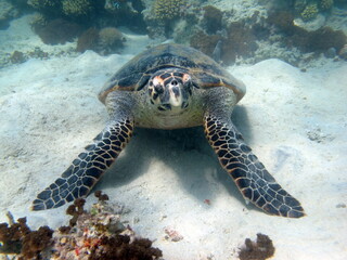 Hawksbill sea turtle (CR species) Hawksbill Turtle - Eretmochelys imbricata.