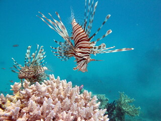 Lion Fish in the Red Sea in clear blue water hunting for food .