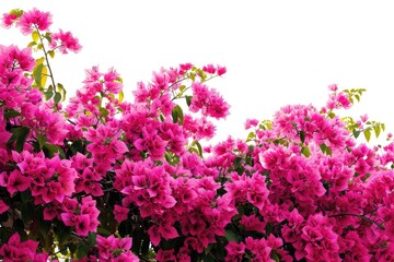 Close up of vibrant pink flowers in full bloom, showcasing delicate petals and lush green leaves.