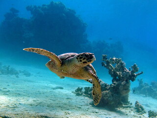 Obraz premium Hawksbill sea turtle (CR species) Hawksbill Turtle - Eretmochelys imbricata.