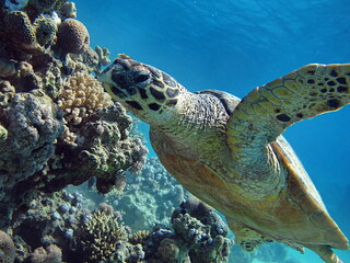 Hawksbill sea turtle (CR species) Hawksbill Turtle - Eretmochelys imbricata.