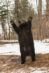 Black Bear (Ursus americanus) Waves Paws Over Head Winter