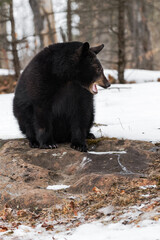 Black Bear (Ursus americanus) Sits Looking Right Head Down Mouth Open Winter