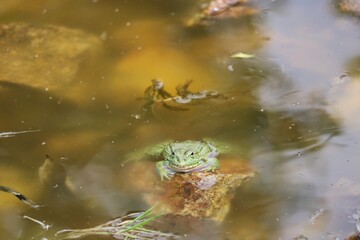 grenouille