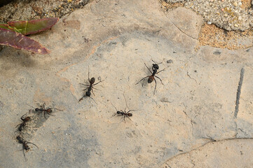 Black large giant ant with eight legs on a stone block.