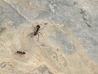 Black large giant ant with eight legs on a stone block.