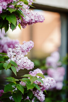 Bush of purple lilacs in front of a window