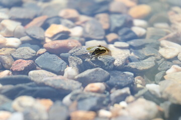 frog in water