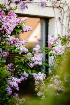 Bush of purple lilacs in front of a window