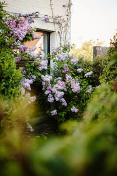 Bush of purple lilacs in front of a window