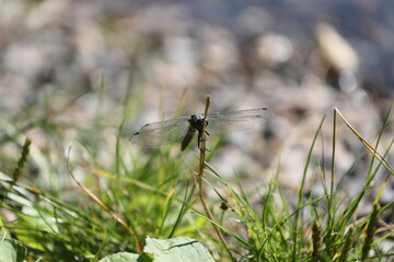 Dragonfly #2