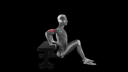 Bench dips exercise  demonstration with muscle identification - side view