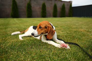 Eight month old estonian hound puppy playing with a paper cup