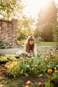 handpicking flowers in garden bed