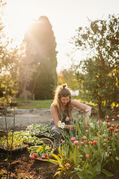 handpicking flowers in garden bed
