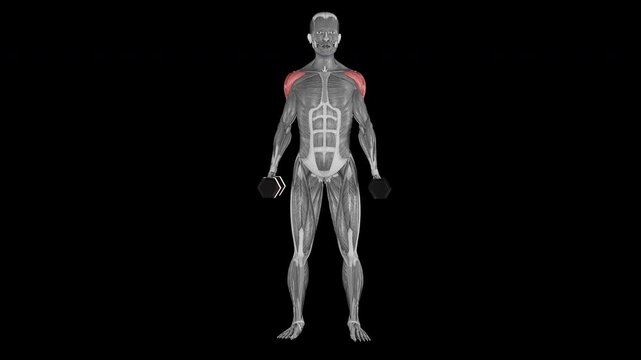 Dumbbell side raise exercise  demonstration with muscle identification - front view