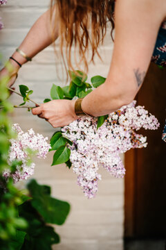 Woman pruning lilacs flowers