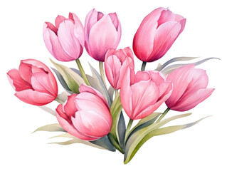 Obraz premium PNG Blossom flower tulip plant.