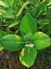 Wide, fresh green leaf Nicotiana rustica plants with sunshine in the morning