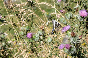 butterfly on lavender