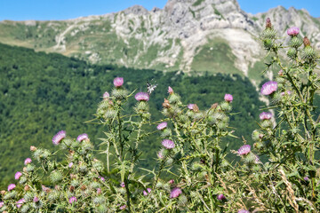 flowers in the mountains