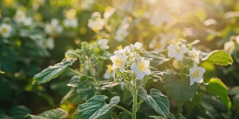 Macro shot of blooming potato flowers in a farm field Bush of potato plants with delicate white flowers in full bloom Agricultural scene of flourishing potato plants