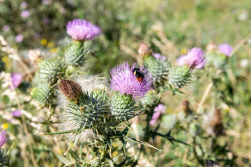 bee on thistle