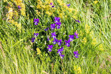 Flore sauvage en Aubrac