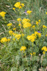 Flore sauvage en Aubrac