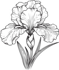 Minimalist allamanda cathartica tattoo drawings, allamanda cathartica flower coloring pages for kids, hand-drawn iris flowers, small iris flowers tattoo drawings