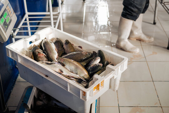 food industry, fish processing plant