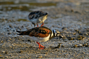 Steinwälzer // Ruddy turnstone (Arenaria interpres)