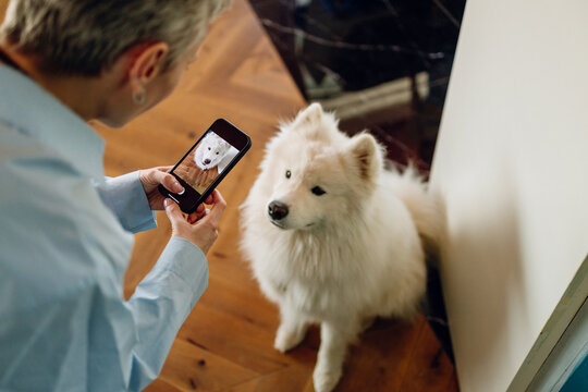 A woman takes pictures of a dog on her mobile