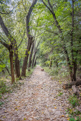 View of a brown Labrador dog walking on a path, Hennops Hiking Trail, Hartbeespoort, Johannesburg, South Africa