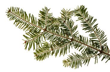 Close-up capture of a fir branch showing the detail in the twig. The background is transparent.
