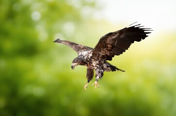 Action photography of  wild Golden Eagle