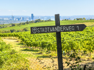 sign near Stadwanderweg 1, hiking trail in rural countryside  between vineyard with grapes, grapevine in summer in the rolling hills outside the city of Vienna Austria, for wine making, 