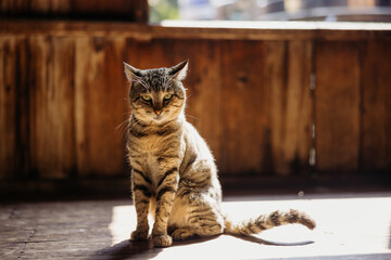 Cat Sitting in Sunlight