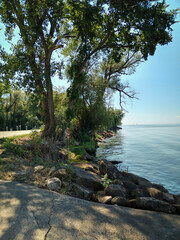 Trees and rocks at the lakefront