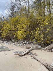 Branches and rocks on a sand beach