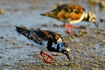 Ruddy turnstone // Steinwälzer (Arenaria interpres)