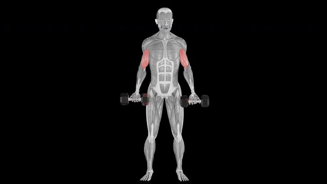 Dumbbell bicep curl exercise  demonstration with muscle identification - front view