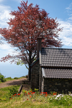 Stone house and tree with red leaves, Madeira