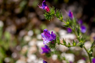 Echium blooming on a meadow, Madeira, Portugal