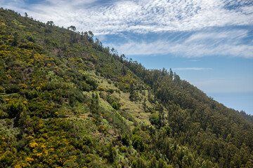 Obraz premium Fresh trees and bushes in the spring, Madeira, Portugal