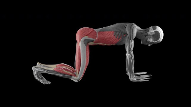 Mountain climber exercise demonstration with muscle identification - side view