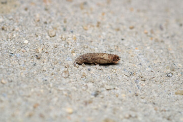 interesting insect cocoon macro photo