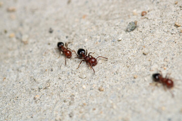 formica fusca ant insect macro photo