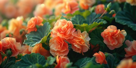 Begonias Flourishing in Outdoor Gardens During the Spring Season BlossomingBeauty PerennialCharm SpringBlooms