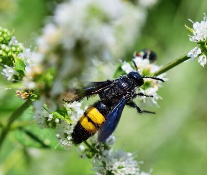 Borstige Dolchwespe (Scolia hirta) auf Minze